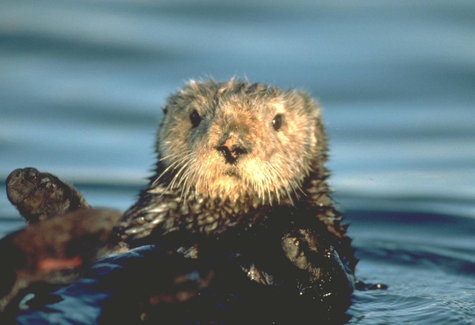 Monterey Bay Inn Dış mekan fotoğraf